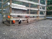 20140720 153744  Sparrow and AllisonAudrey standing the same way, looking in. Still mostly keeping them separated from each other (the roosters).