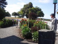 20140805 161149  And a last stop in Port Gamble to see the dahlias! Almost home now.