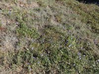 DSC00889  A few wildflowers!