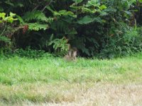 DSC01050  Bunny time!