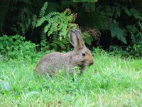 DSC01054  We noticed that bunnies chew with their mouths closed. Very nice.
