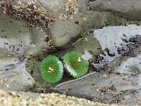 DSC01091  Sea anemones!