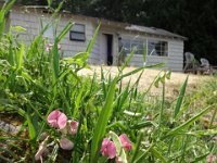 DSC01206  Pardon all these pictures, but I noticed wild sweet peas growing right in front of the cottage, and bees busy in them. I couldn't resist seeing if the camera could do a macro on the fly.