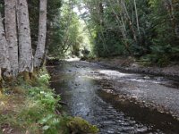 DSC01234  Stream right by the cottage.
