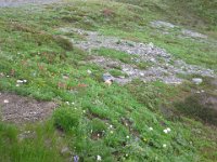 20140816 153346  Another marmot! Middle of photo.