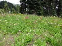 DSC01283  You will get to enjoy a lot of wildflowers in these shots. We managed to hit the peak! We were told when you see asters in bloom, you're at peak.