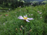 DSC01293  This is an aster.