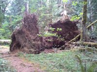 20140801 155626  Two trees fell down together - very shallow roots on fir trees.