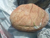 20140811 141740  I found picture jasper, I think!