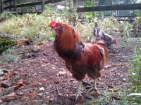 20140813 134402  Hi Gordon! This is a bit morbid, but I'm photographing the chickens because I don't know who will fall the next night. I hope all survive this mite infestation and my efforts prove to be sufficient, but we are very sad to lose four hens. We certainly don't want to lose Gordon or Sparrow. I had to box up three hens and ship them via FEDEX to the Avian Health and Food Safety Lab for necropsy. The lady at the shipping store was a big help but she was a bit out of her element...laughing about trying to keep them cold so they don't stink, what size box, more plastic needed to keep the ice from condensing and getting the box wet, etc.