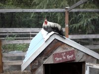 20140815 201438  This is where Sparrow likes to roost now!