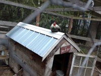 20140815 201510  Sparrow likes hanging out on the roof of the coop at night!
