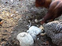 20141115 135402  The chickens kind of wreck it with scratching.