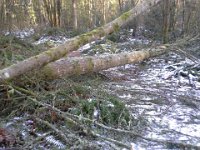 20141203 100527  Big alder fell down in the storm.