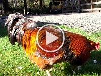 20150321 161318  Gordie making his rooster call to say "Hey! There's AWESOME stuff here!"