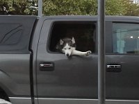 20150328 184218  This dog is hilarious - and a town legend!