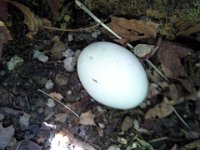 20150503 134730  And she'd laid an egg!