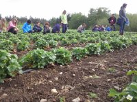 20150506 094638  Learning about strawberries.