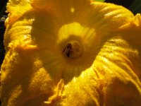 20150813 141313  Learning about male and female pumpkin flowers with...