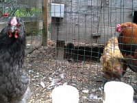 20150920 101715  I adopted a hen. Wheat. Her flockmates were eaten by a raccoon. She's not sure what is worse - living with two adoring roosters (read  -ADORING - too ADORING) or living alone.