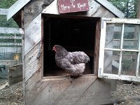 20150920 182504  She's at least roosting in the coop at night.