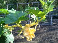 20150923 090418  Pumpkins growing in the morning light