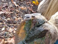 20151102 123646  Emmy's hoof, treated with Thrushtox to prevent thrush, an infection of the frog (the triangle part which is soft) during the wet months.