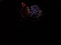 20151102 173135  Wheat roosting with Calvin.