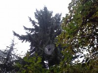 20151106 074951  Huge spider web up in the trees.