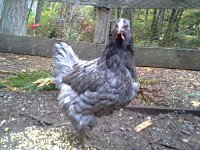 20151108 083206  But, each day is a miracle that she's still fine, and working toward being happy. She gets warm soup, oatmeal, hand feedings AND waterings usually every day. If not hand feeding, then private time in the coop with food and water if I'm pressed for time. She does need to take some responsibility for eating and drinking on her own...