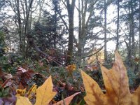 20151110 082728  My campsite in our woods.