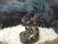 20151111 163527  This one. It only gets to be 4'-5' long. It's much cheaper than an Xbox. And it's not an Xbox. Which has me totally on board. Dave - not so much. I can see my life now - stopping at PetCo for feeder mice, then Taco Del Mar for feeder burritos for boys, on the way home from the rink. Think that mouse would stay in the box? The little box it comes in, by the way, looks like a Chinese food take-out box. ICK!