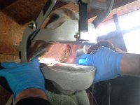 20151118 110448  Emmy getting her teeth floated.