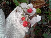 20151118 140001  Last berries of the season!