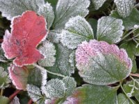 20151120 075019  This is our first hard frost.