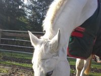 20151120 130448  Time for a blanket (she's clipped, Dad!). Horses that work hard and sweat benefit from being clipped so they dry off sooner. But it also means you need to keep them blanketed.