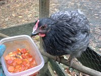 20151125 153805  Wheat eating the last of the ribollita.