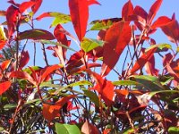 20151126 100017  Red leaves ready for Christmas.