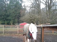 20151130 093416  This is how Emmy greets me! Ears back.