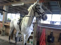 20151203 112817  Here is what she looks like after a scary ride. I had a couple very challenging ones with the heavy rain, but they are fun if I keep my head in the right space, trying to work with her, let her feel free to move, not confining her too much, but yet managing her. A lot like trying to raise kids...talk about an adrenaline rush.
