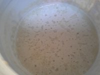 20151210 154410  I keep feeding it flour and water...