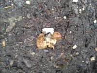 20151211 083355  Checking to see what comes out - fecal matter can tell you how much she's eating and how well she's processing it. Looks ok to me, but it's not very big.