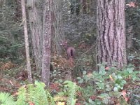20151211 100900  This deer turned around when it saw me...