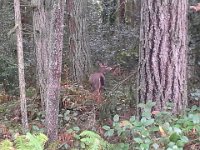 20151211 100909  And came OUT of the woods toward me!