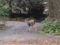 20151211 100946  And went for a little stroll down our driveway!