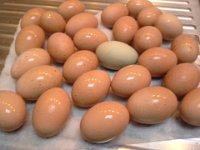 20151218 082505  A few eggs. Not a lot, but enough for us and a couple customers.