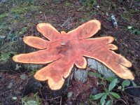 20151218 102522  Neat stump.