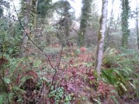 20151227 121133  I had some serious Narnia time with this young buck, who had more of a grizzly face. Like one of those hybrid animals in legends? I followed him up on this tiny escarpment. He seemed to beckon me.