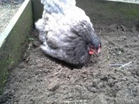 20151229 135041  Wheat getting some nice quiet time for a dust bath.
