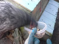 20151230 092150  Wheat continues to enjoy hand feeding. Who's the dummy? Better not let my friend Ben know which one she is.